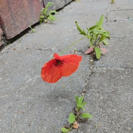 Donut141186791's profile picture. Onkruid vergaat niet