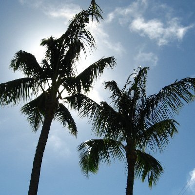 BiBoBaPaPu's profile picture. 大トロより赤身が好きな差別主義者です
唐揚げが好きな動物虐待者です
石油製品を身にまとい出かける地球環境破壊者です