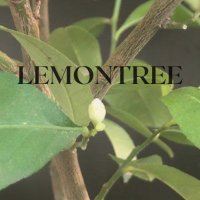 LEMONTREE (@lemontree_uofr) 's Twitter Profile Photo LEMONTREE (@lemontree_uofr) 's Twitter Profile Photo