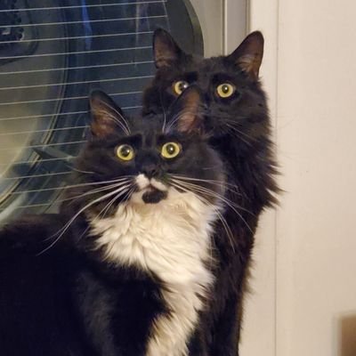 Brother and sister duo.
Nessie's specialties-judging you, being nosey.
Haggis' specialties-being a goof, hairballs