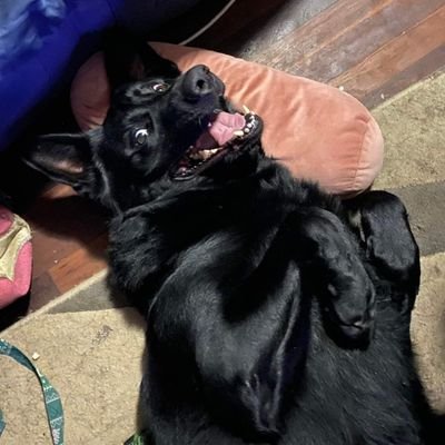 Belinda80923823's profile picture. Unicorn