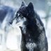 Astralpup🇵🇭🏳️🌈 (@wolfbloodtwolf) Twitter profile photo Astralpup🇵🇭🏳️🌈 (@wolfbloodtwolf) Twitter profile photo