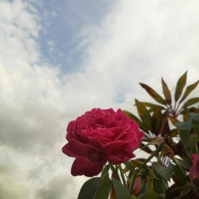 nurulashikin_'s profile picture. 