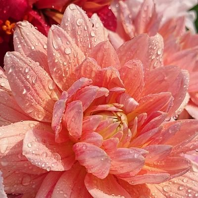 以前のTwitterが使用出来なくなり、新たに始めました。ひみか様を知り、聖三活動を学びながら、自分の出来る事から始めています。
ひみか様、ホルス様を信じ聖三活動を頑張っていきます。
無言フォロー失礼します。
よろしくお願いします。