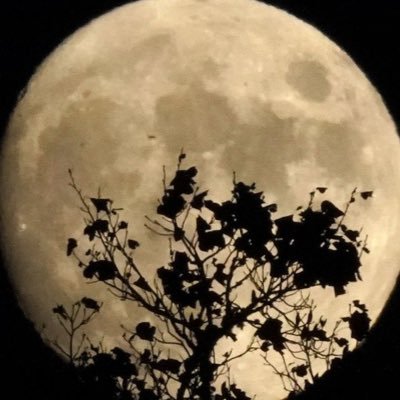 moxnpictures Profile Picture