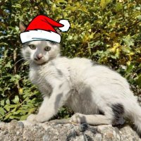 ilaydaaa (@1ilaydaaa) 's Twitter Profile
