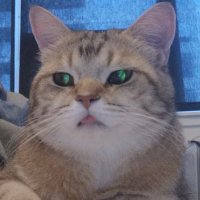 PICAPICA (@picapicalol) 's Twitter Profile