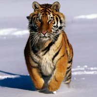 trellospoly (@trellospoly) 's Twitter Profile