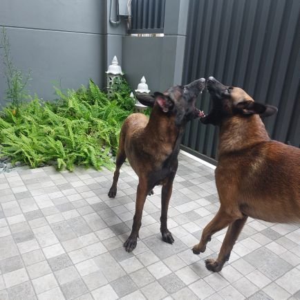 wolfbiker1000's profile picture. 