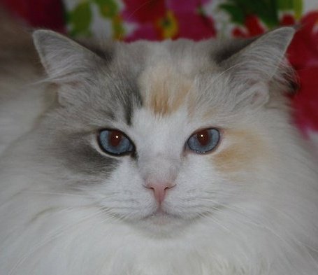 IttyBittyGal's profile picture. I am a princess cat and don't you forget it!