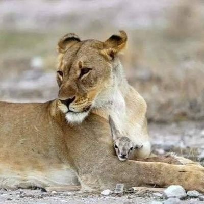 SalmaSa90328566's profile picture. كانها انا