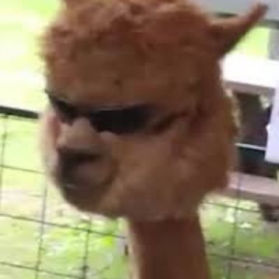 bongroka's profile picture. 