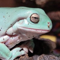 Katie-Bot (@vigilante_robot) 's Twitter Profile