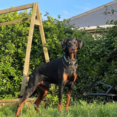 I'm a 9 year old Dobermann. My mum rescued me 2 1/2 years ago and loves me a LOT. I love her too but she spends too much time on Twitter so I'm here too