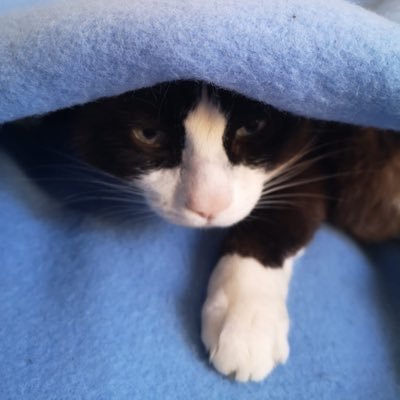 Adopté au Chat Libre 13400. Surnommé Makafouette. Croisé avec un renard. Cohabite avec @Maatounette (en vrai je suis jaloux)