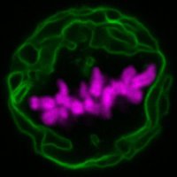 Gerlich Lab (@gerlich_lab) 's Twitter Profile Photo Gerlich Lab (@gerlich_lab) 's Twitter Profile Photo
