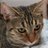 taiyonoakubi's profile image