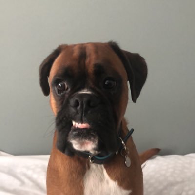 HowJ_'s profile picture. Certified retard