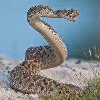 Cascabel Jalisciense (@cascabeljalisco) 's Twitter Profile