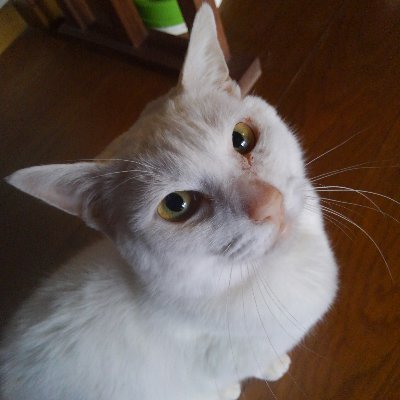 Kobahir65916535's profile picture. 昭和生まれ👋
大人になった三人の子供がいます。
昨年の11月から､「美しい彼」にはまってしまいました❗
ツイッター初心者🔰です。勝手に色々覗いてます。