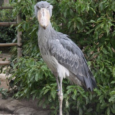 鳥が2羽居ます