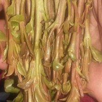 محمد أبو علي عزوز (@mhmdabwlyzwz1) Twitter profile photo