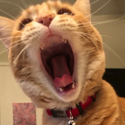 riss_ner's profile picture. ♐️ she/her