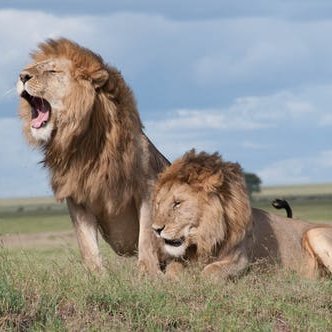 Leolio99's profile picture. Eat when Hungry, Tweet when Free