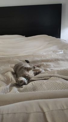 _theMongoose's profile picture. .