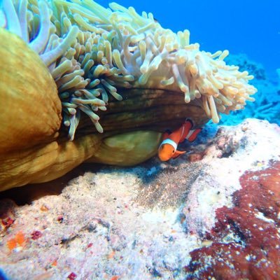 sharotaro1's profile picture. 社労士が2024ついにコンサルへ就職🐥社内バトルしんどっ🫠根本はやる気ない🙄明日死んで後悔しない自分で🤥趣味:遺跡観光、ダイビング、旅行🤿blog書いてる🙆‍♀️/なな：アラサー、改革路線の人生/口癖:金は正直者🥺💸/ Stay Foolish😛/Life is journey😜/死にはしない😇