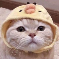 圈子资源分享,不定时更新 (@zhejiangspank) 's Twitter Profile