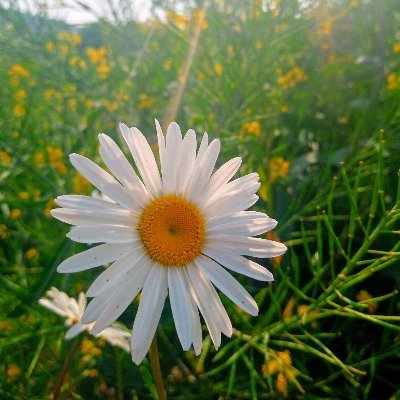 IndahBEEautiful's profile picture. 🇮🇩🇬🇧 | #BiologyEducation | #Entomology | Looking for a great opportunity to study PhD 
#BeePlantInteractions #BehaviouralEcology
Views are my own 
She/Her