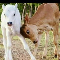 saradha devaraj (@saradha_devaraj) 's Twitter Profile