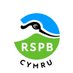 RSPB Cymru (@RSPBCymru) Twitter profile photo