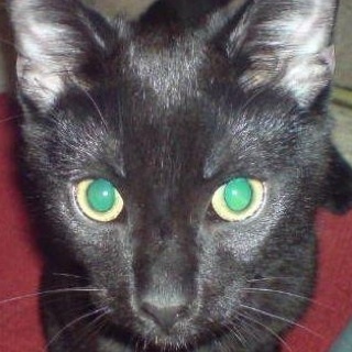 headpotshack's profile picture. here as part of the ninja cat network to report on the strange things that the two legged ones do