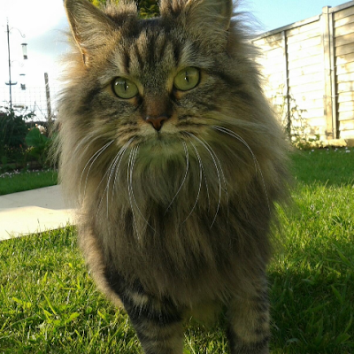 sawermiss's profile picture. Cooking 
Textiles
Cats