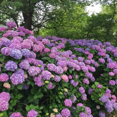 lmO9KTfPloVNHma's profile picture. 