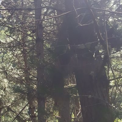 episo_lauri_far's profile picture. 