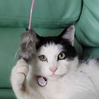猫といる幸せ(🍎) (@cifzdyygyvxrdbc) 's Twitter Profile