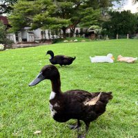 Call me nothing (@imnotyourduck) 's Twitter Profile