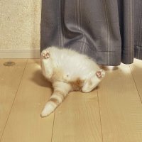 しずくそ (@rrrredxge) 's Twitter Profile