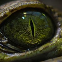 ShooFly 1626 (@shoofly1626) 's Twitter Profile