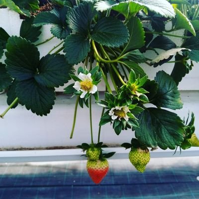 Ala31177413's profile picture. Graphic designer