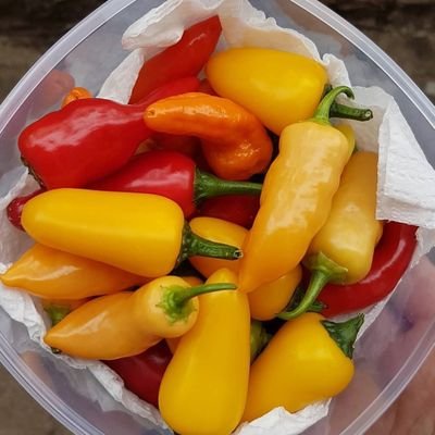#gyo #growyourown #chilli #chili #chile #growing #grow #seedling #seedlings #lovegrowing #lovechilli #hotpeppers #peppers #allotment #pollytunnel