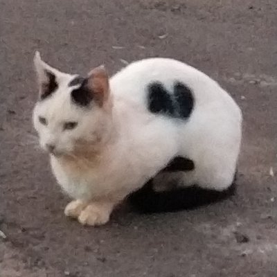 SupremoSan's profile picture. 