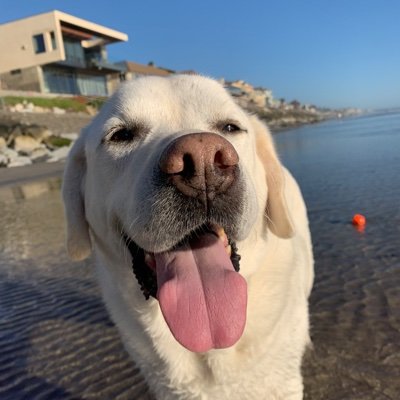Cashdylan4's profile picture. 6 House Scorpio. zen husband, avid surfer, scrappy golfer, exceptional dog owner, culinarian and house manager for the uber wealthy.