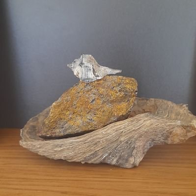 Rosefe70's profile picture. Ein treues Wesen, das behilflich ist, gegen Windmühlen zu kämpfen. Der Knappe Sancho auf seinem Esel, den wir mitziehen, ist bisweilen ermüdend..