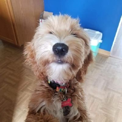 MrCSocStuRoom's profile picture. 6th Grade Social Studies