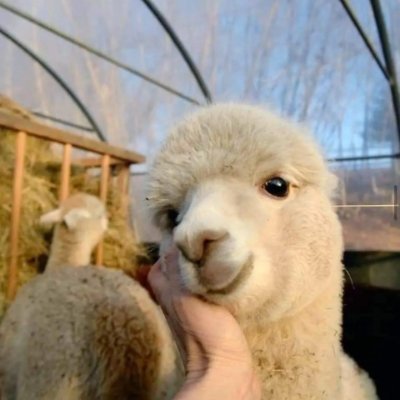 애기 on Twitter: 애기 On Twitter: