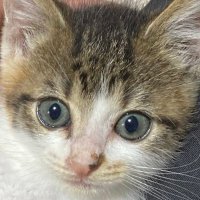 日曜素人数学屋さんの飼い猫 (@sundaymathmatic) 's Twitter Profile